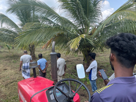 coconut farming
