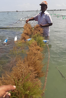seaweed farming